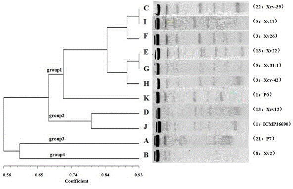 Pepper and tomato bacterial Xanthomonas vesicatoria PFGE modular subtyping method