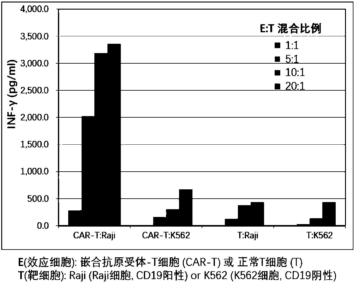 Chimeric antigen receptor T cells targeting CD19, and application of chimeric antigen receptor T cells