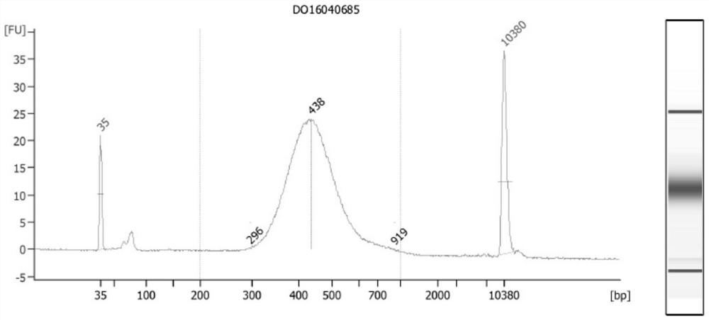 Detection probe, method, chip and application of α and/or β-thalassemia mutation based on whole gene capture sequencing