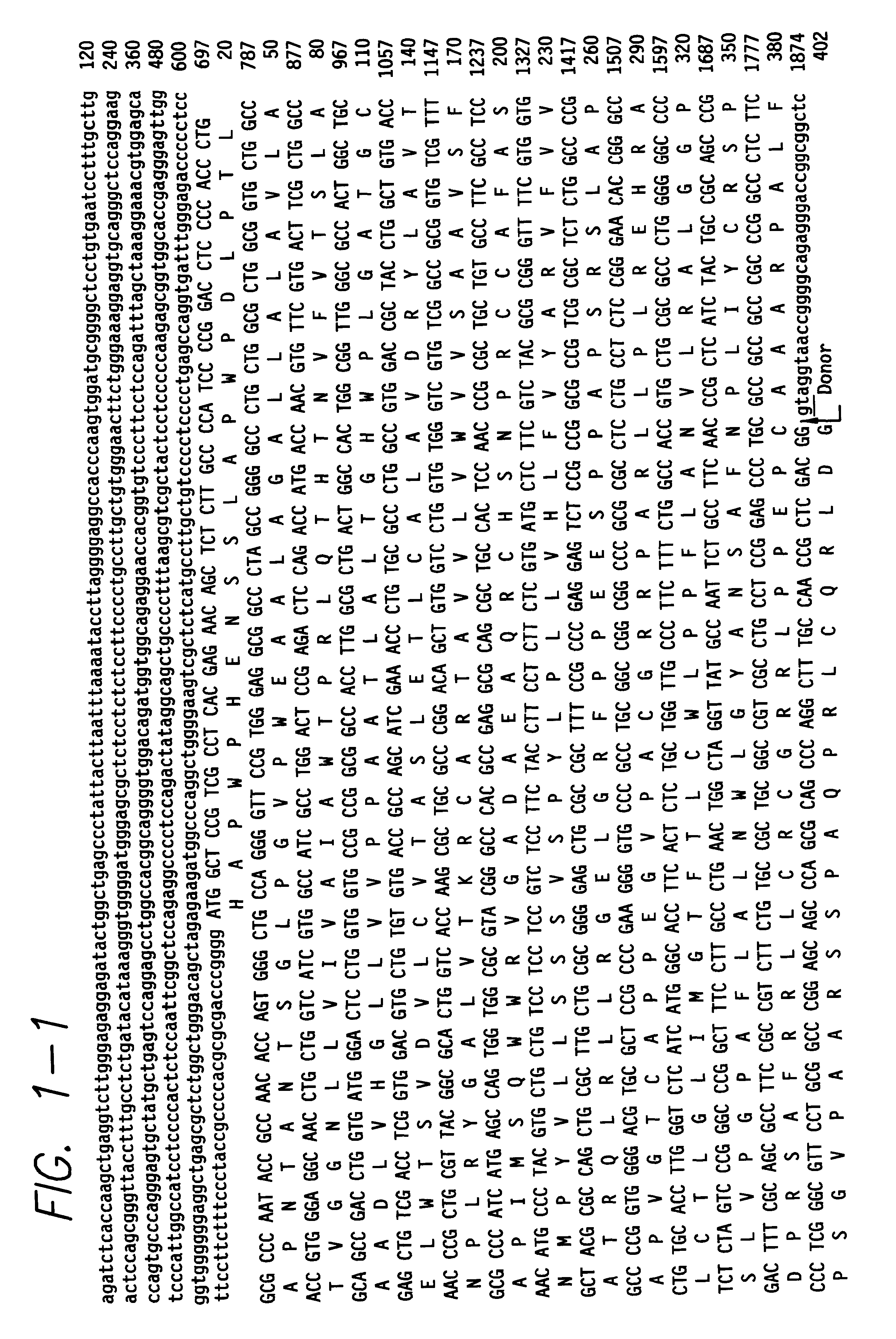 Intron/exon of the human and mouse beta 3-adrenergic receptor genes