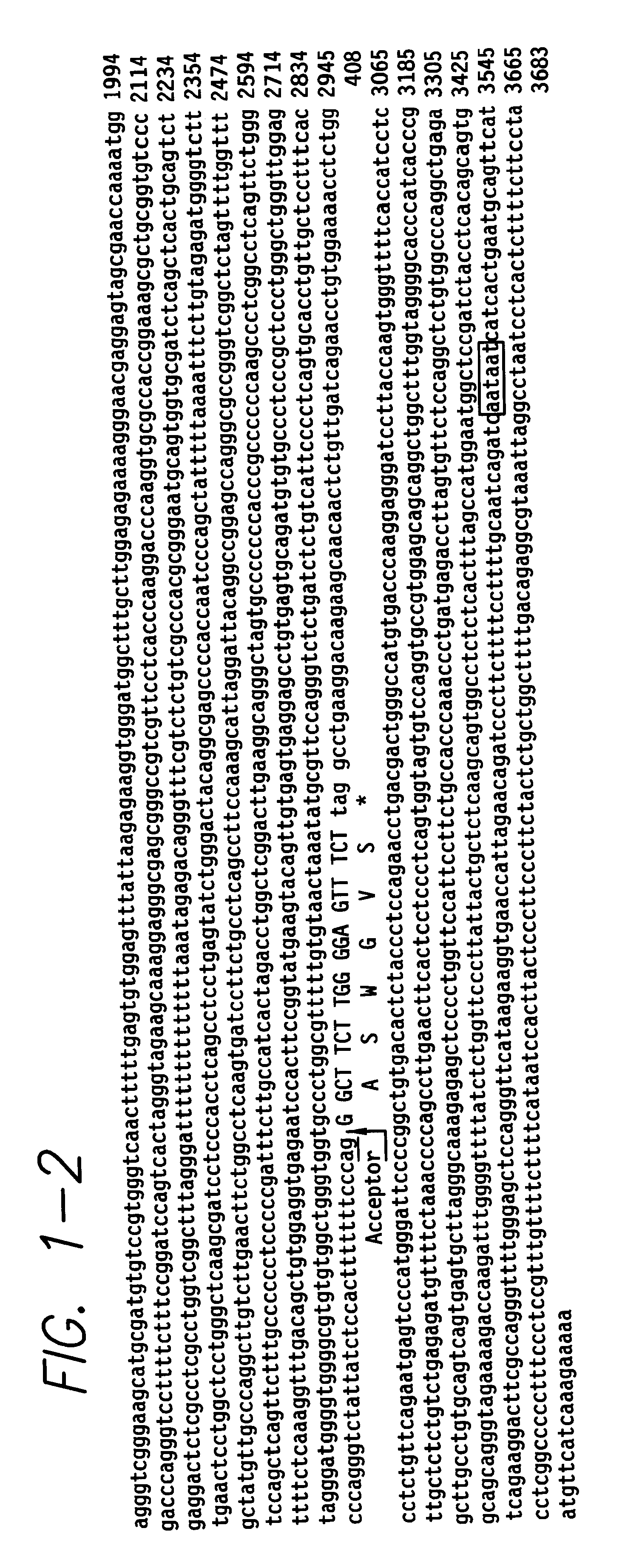 Intron/exon of the human and mouse beta 3-adrenergic receptor genes