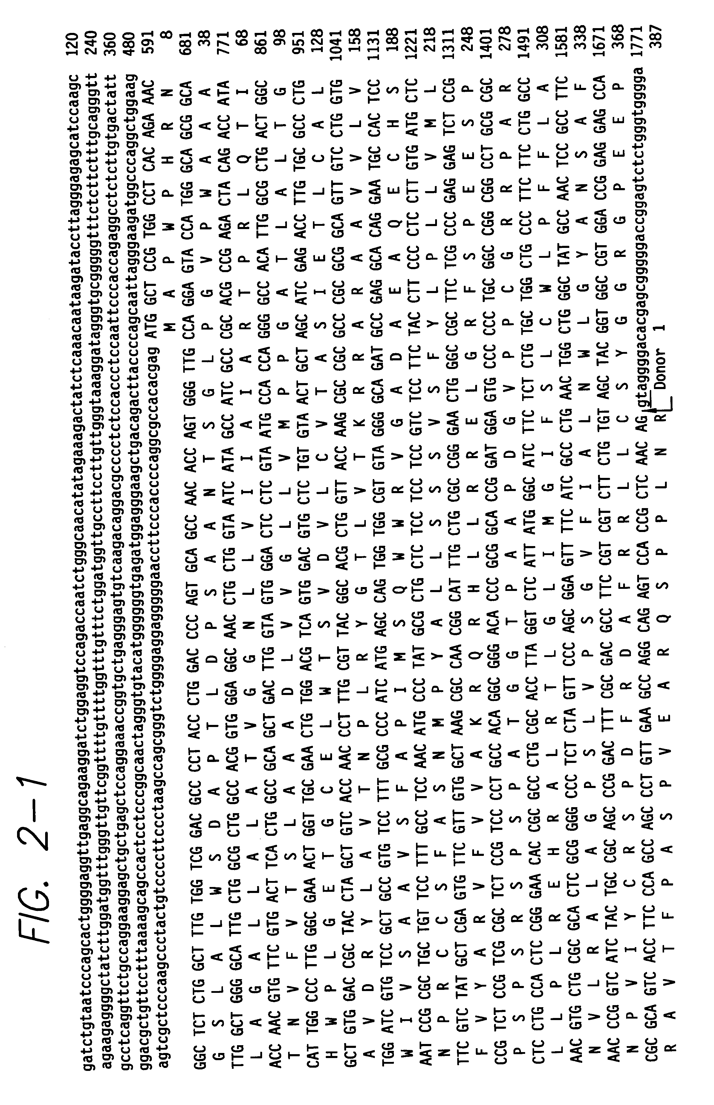 Intron/exon of the human and mouse beta 3-adrenergic receptor genes