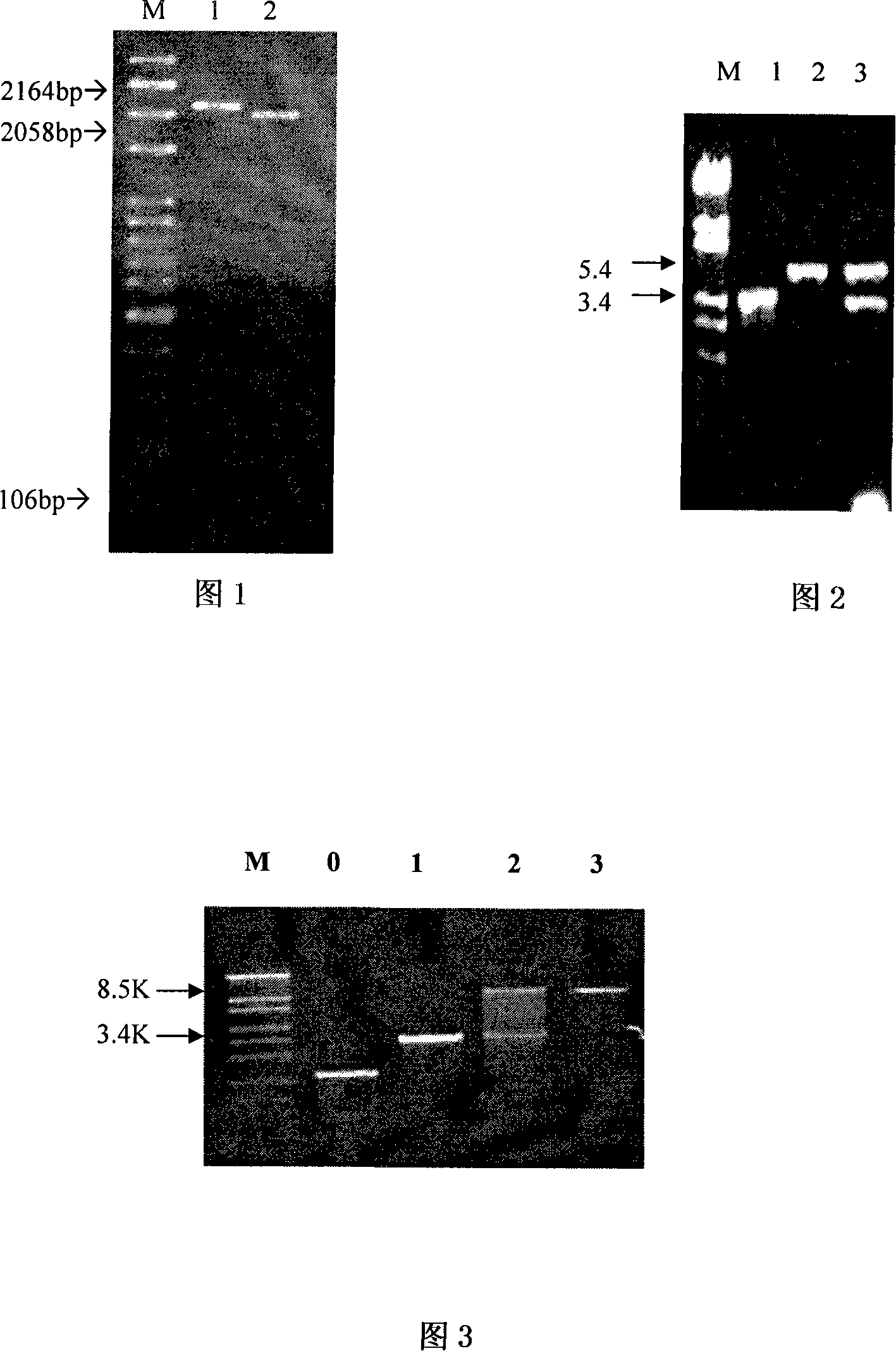 Efficient bacillus thuringiensis cry8H gene, protein for vaginata destructive insect and uses of the same