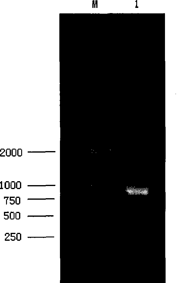 Transgenic Pichia yeast engineering strain and construction method thereof