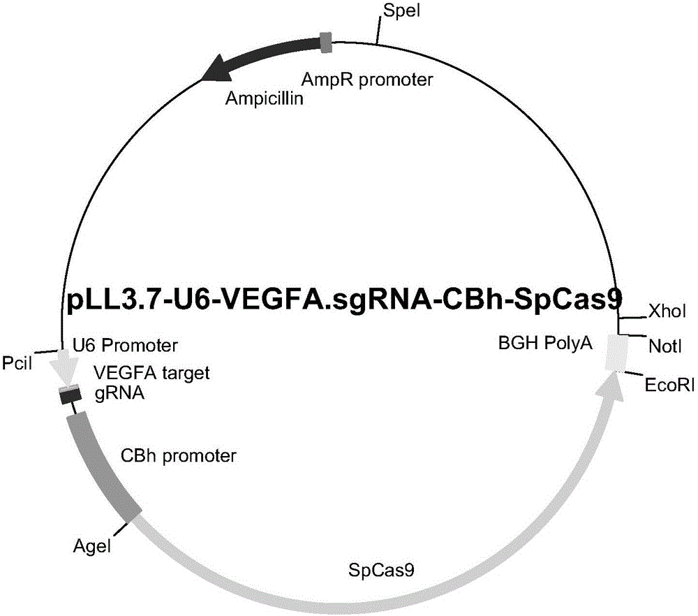 Visual cell repair efficiency reporting system based on artificial nuclease and establishing method of system