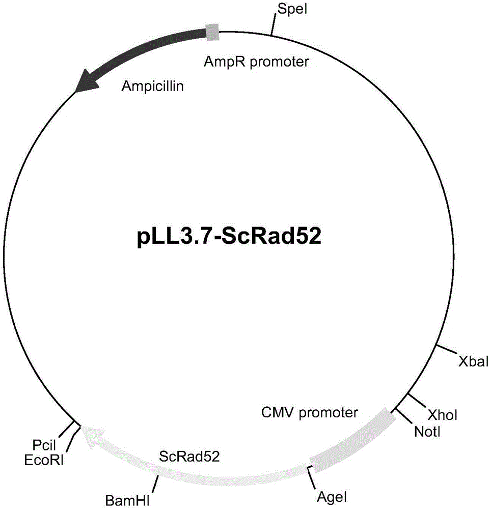 Visual cell repair efficiency reporting system based on artificial nuclease and establishing method of system