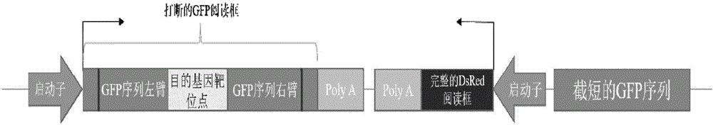 Visual cell repair efficiency reporting system based on artificial nuclease and establishing method of system