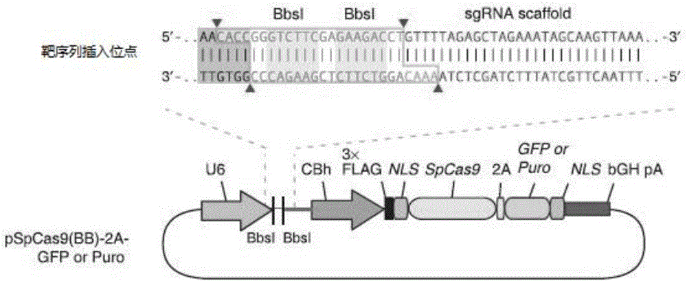 sgRNA sequence for knocking out human CYP2E1, construction method of deficiency cell strain of CYP2E1 and application thereof