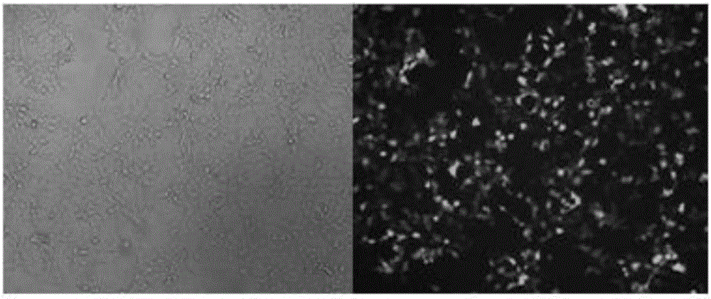 sgRNA sequence for knocking out human CYP2E1, construction method of deficiency cell strain of CYP2E1 and application thereof