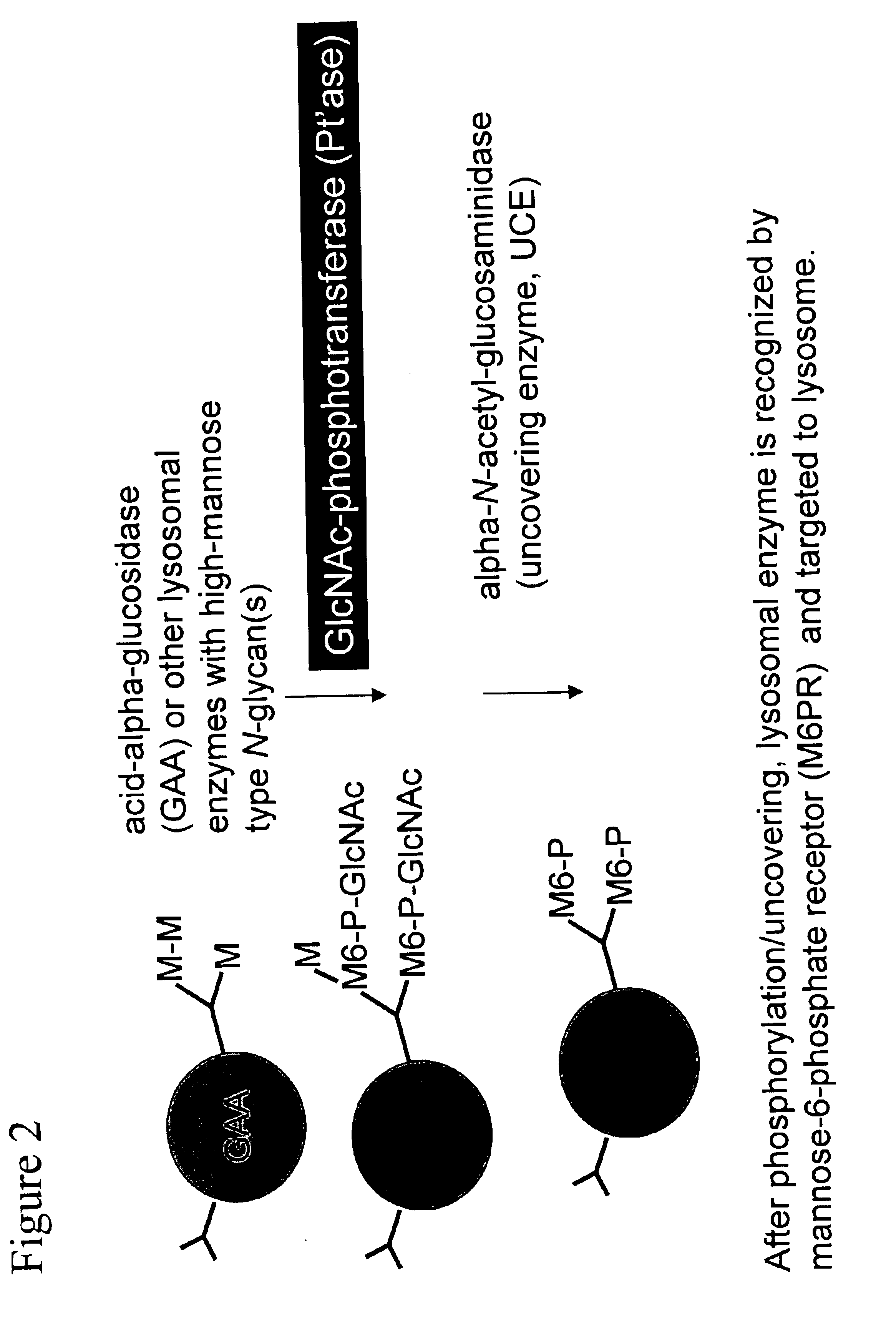 Soluble GlcNAc phosphotransferase