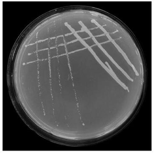 Cassia rhizobium strain TXN1 and application thereof