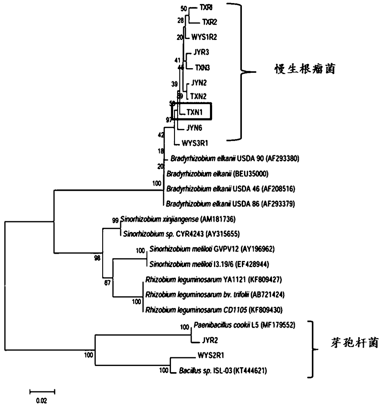 Cassia rhizobium strain TXN1 and application thereof