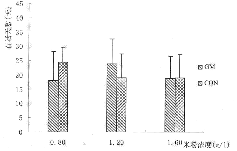 Daphnia magna breeding method for evaluating safety of transgenic rice