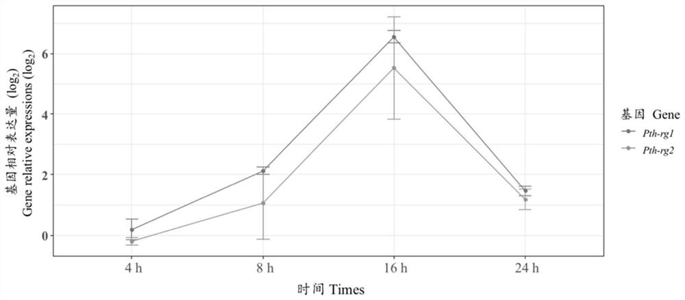 Purpureocillium lilacinum Pth11 gene and functional verification method thereof