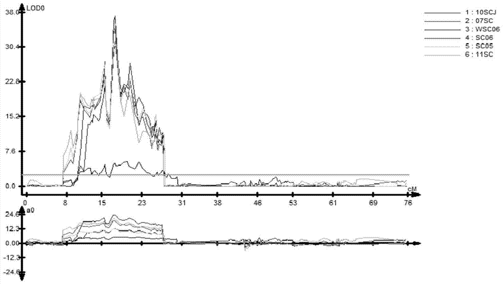 Molecular marker closely linked with cabbage type rape seed coat color and application of molecular marker