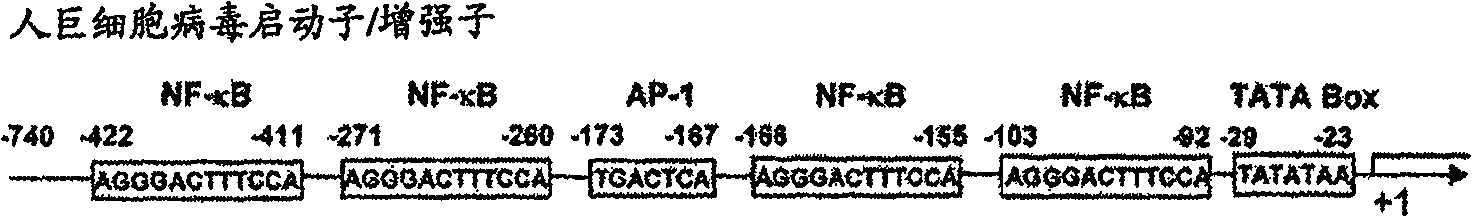 Recombinant multivalent vaccine