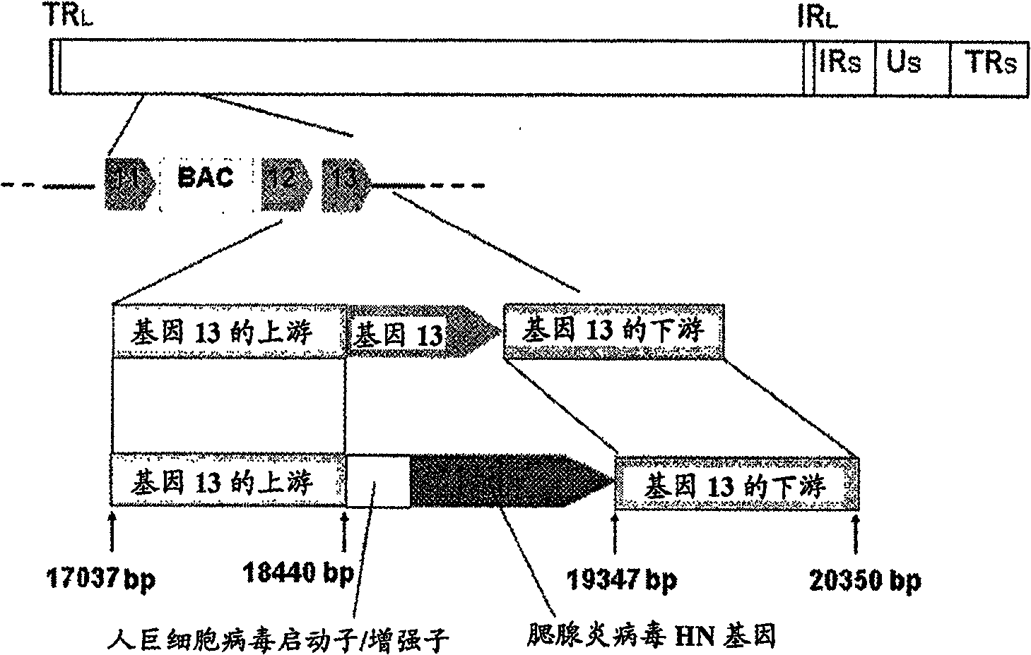 Recombinant multivalent vaccine