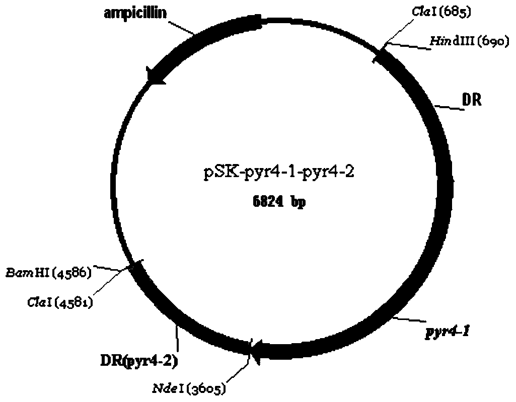 A kind of preparation method and application of recombinant Penicillium amagasaki glucose oxidase