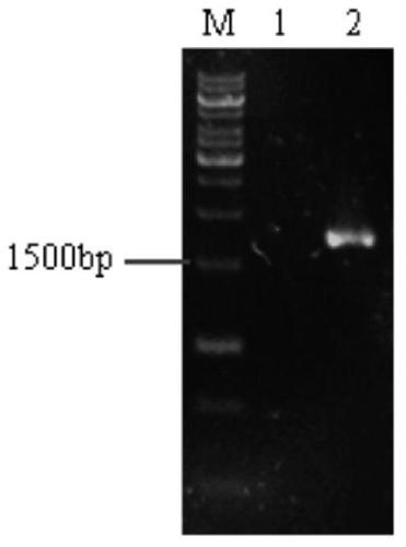 A kind of preparation method and application of recombinant Penicillium amagasaki glucose oxidase