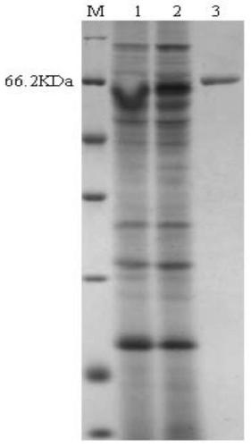 A kind of preparation method and application of recombinant Penicillium amagasaki glucose oxidase