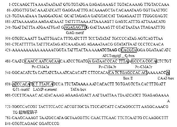 Photoinduction promoter for promoting specific expression of alfalfa plastocyanin and primers for quickly cloning promoter