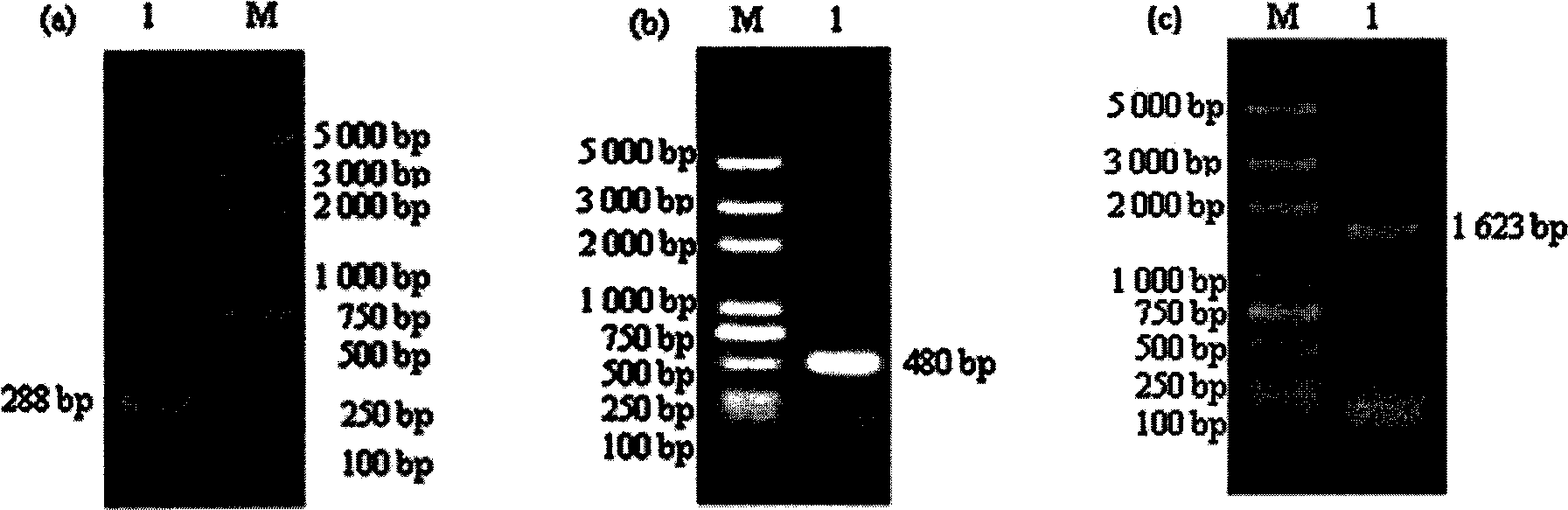 Mycobacterium bovis infection detection kit meditated by recombined fusion protein and method thereof