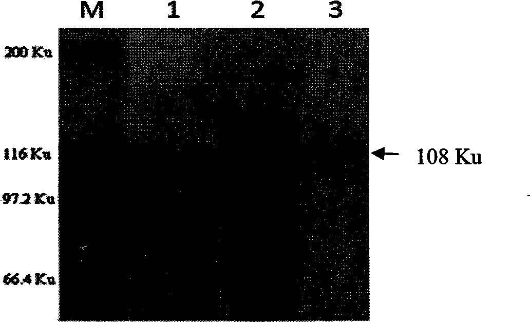 Mycobacterium bovis infection detection kit meditated by recombined fusion protein and method thereof