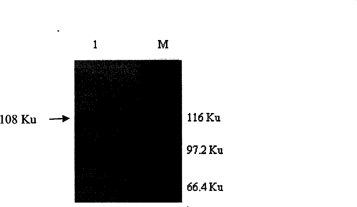 Mycobacterium bovis infection detection kit meditated by recombined fusion protein and method thereof