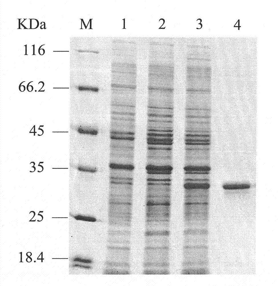 Method for producing chiral pure (2S,3S)-2,3-butanediol