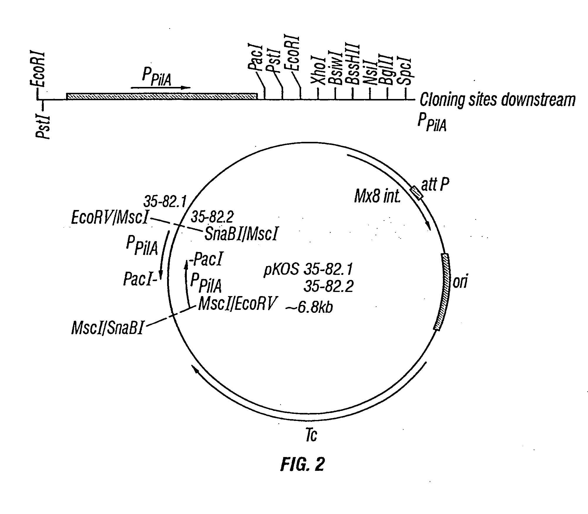 Production of polyketides