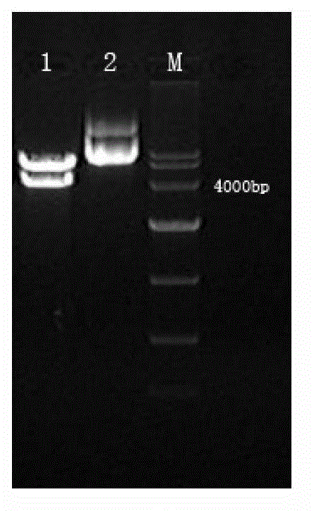 Method for building immortalized preadipocytes of chicken