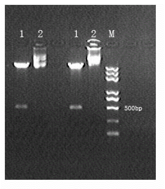 Method for building immortalized preadipocytes of chicken