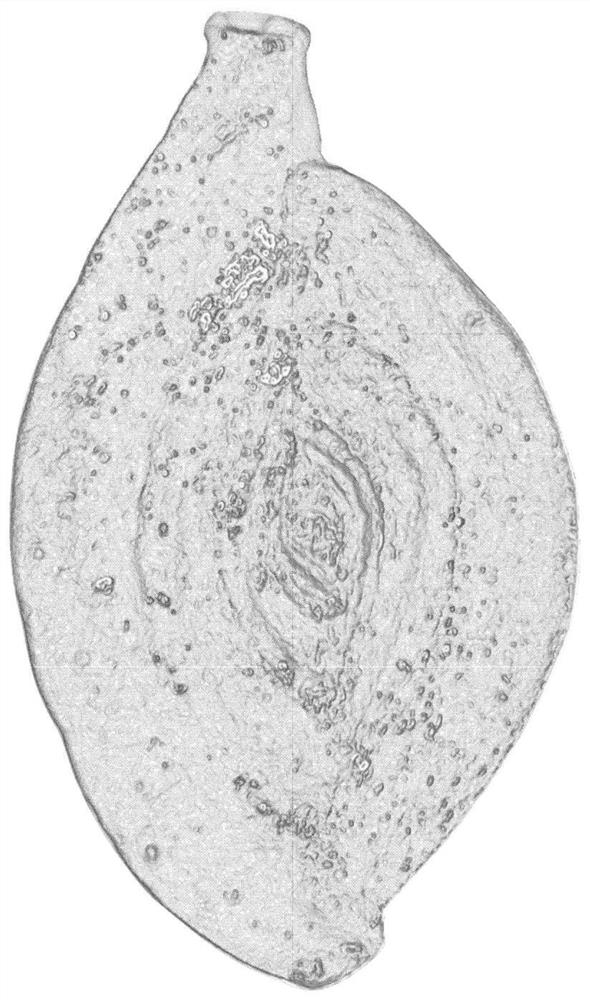 Rapid Preparation Method of Internal Cavity Polishing of Deep-sea Foraminifera