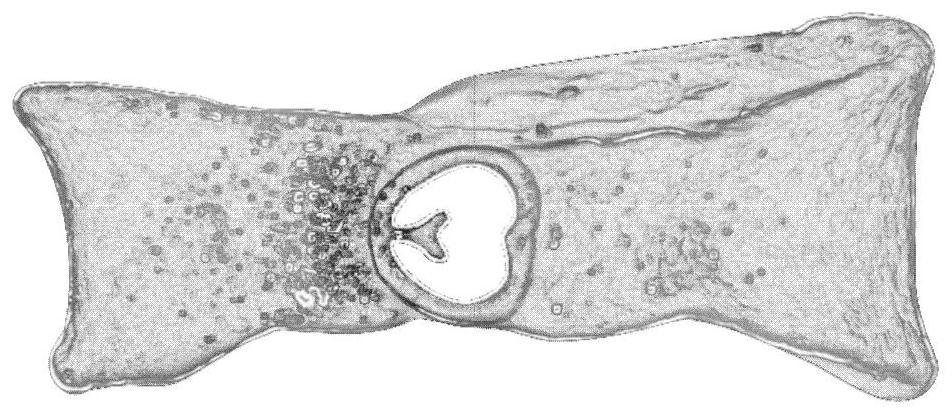 Rapid Preparation Method of Internal Cavity Polishing of Deep-sea Foraminifera