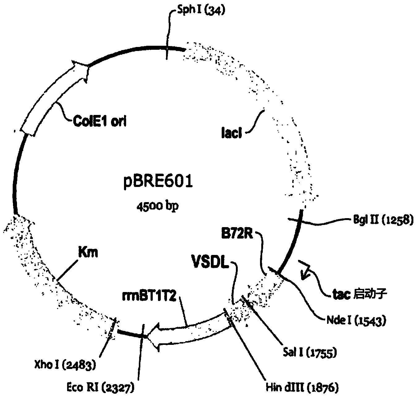 Method of producing a recombinant peptide