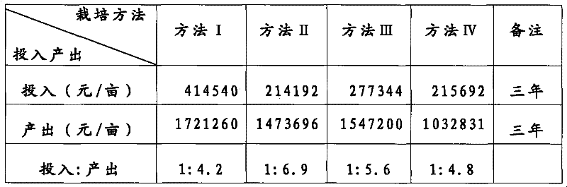 Cultivation method of dendrobium candidum