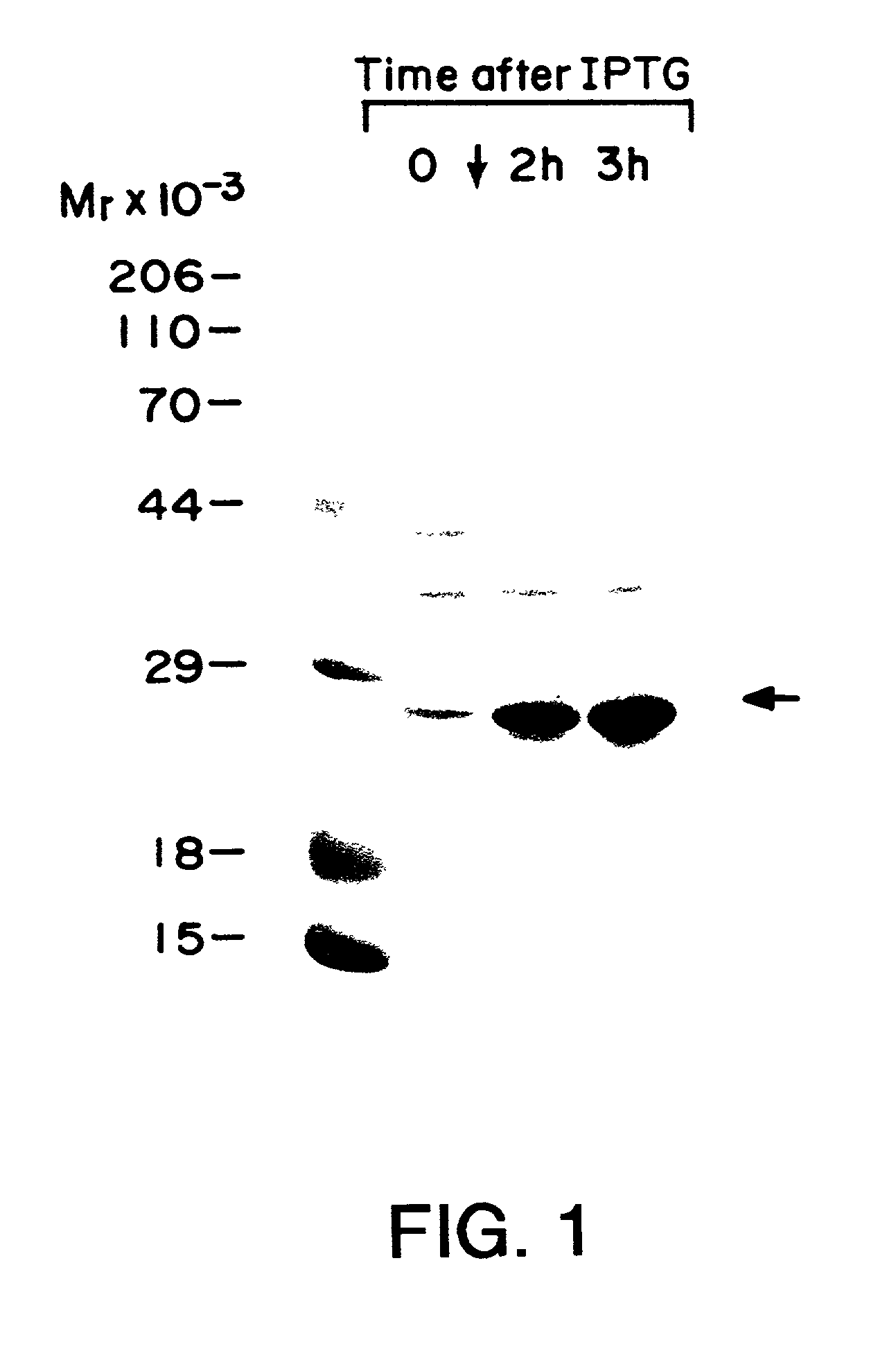 Purified eukaryotic-initiation factor 4E