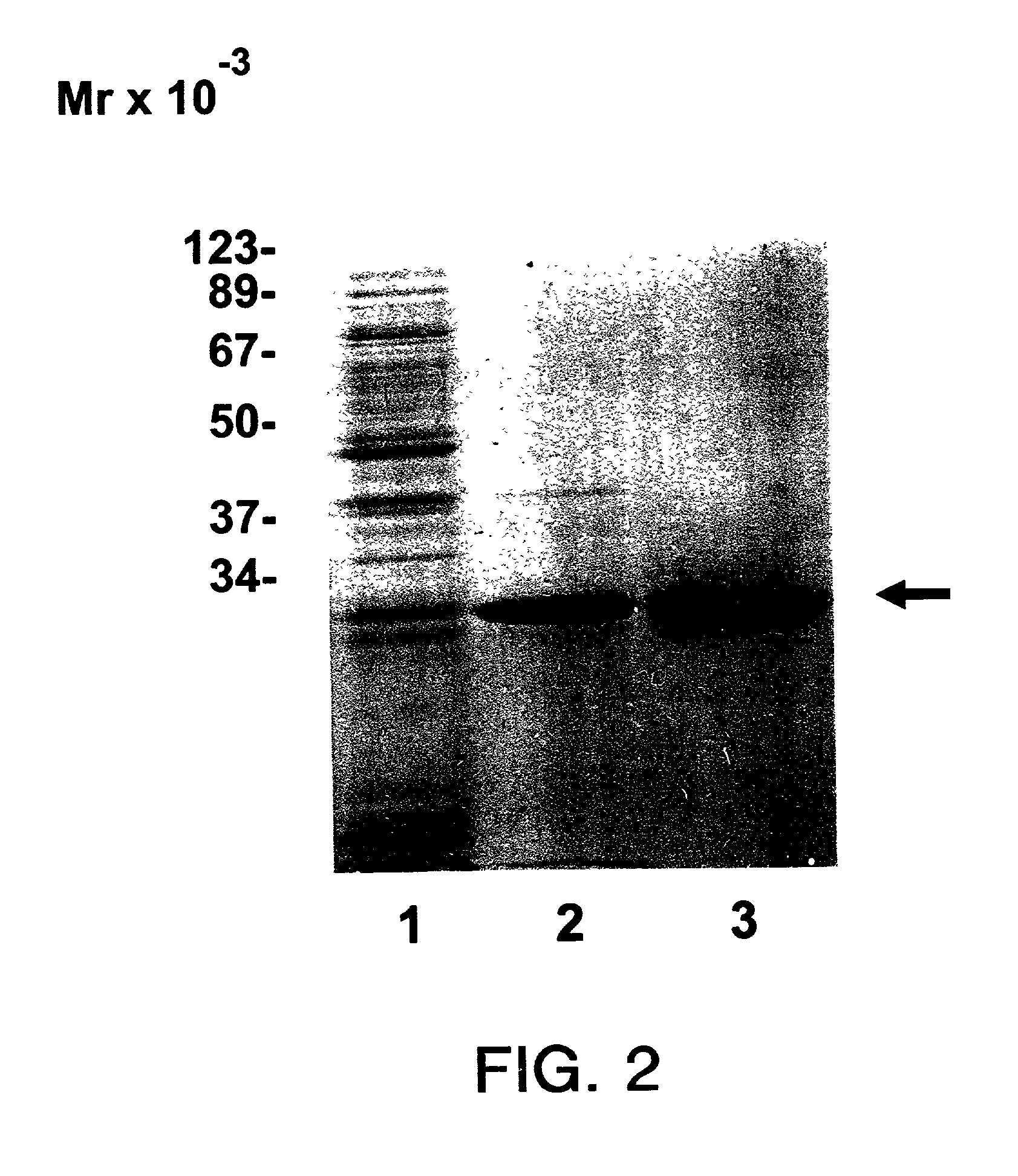 Purified eukaryotic-initiation factor 4E