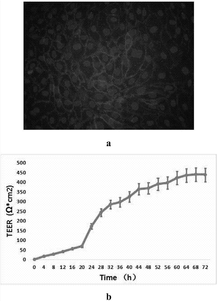 Liver-blood brain barrier system for simulating in-vivo metabolic process based on micro-fluidic chip