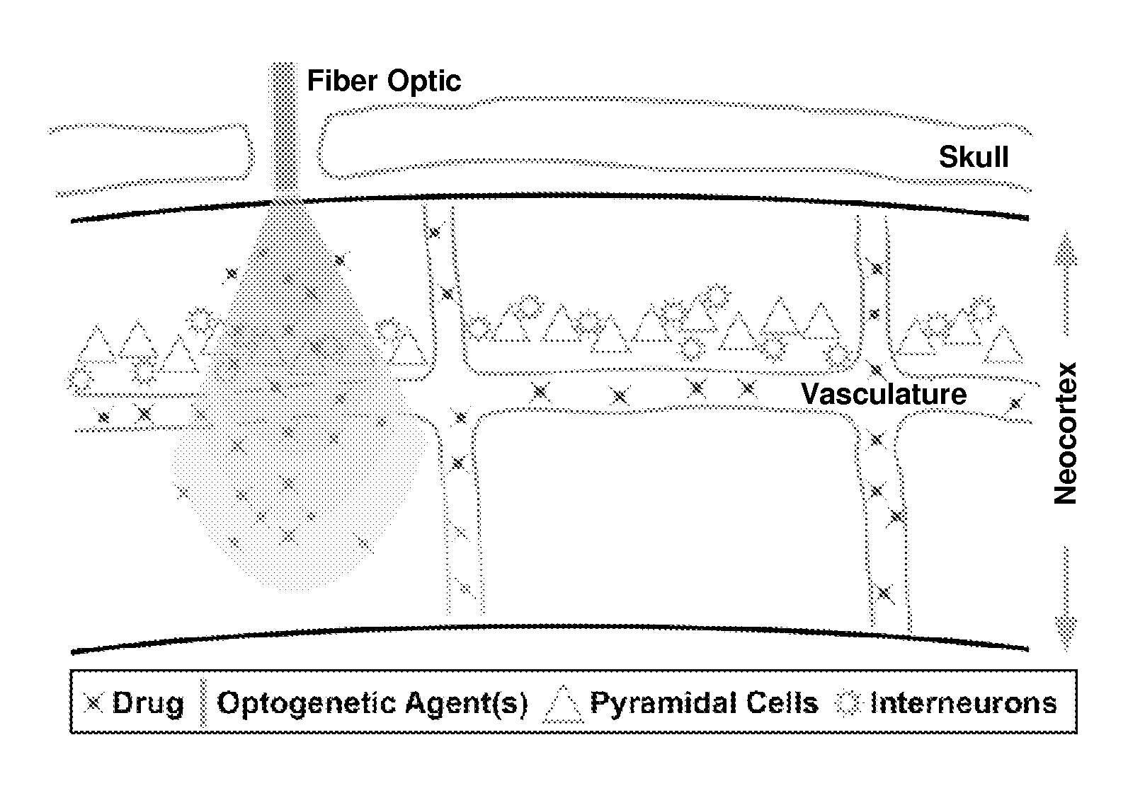 Optogenetic control of endothelial cells