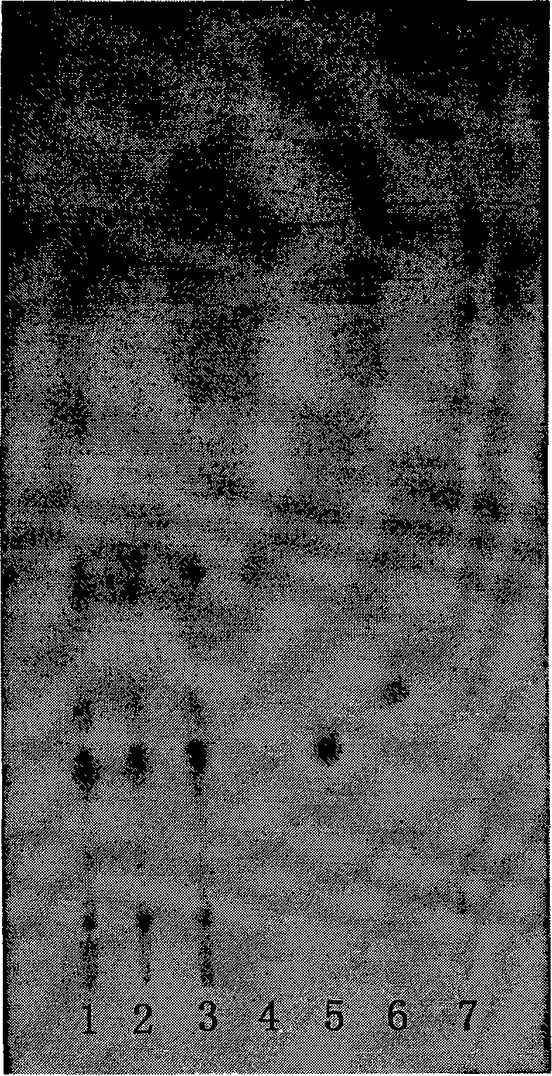 Preparations quality control method containing radix dipsaci and pseudo-ginseng activity extracting combination