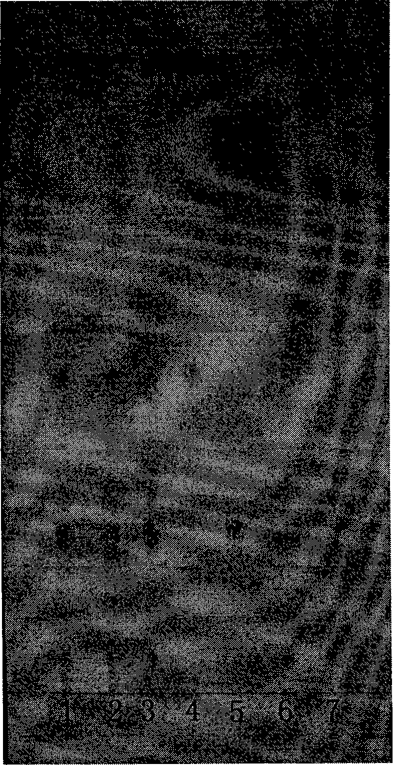 Preparations quality control method containing radix dipsaci and pseudo-ginseng activity extracting combination