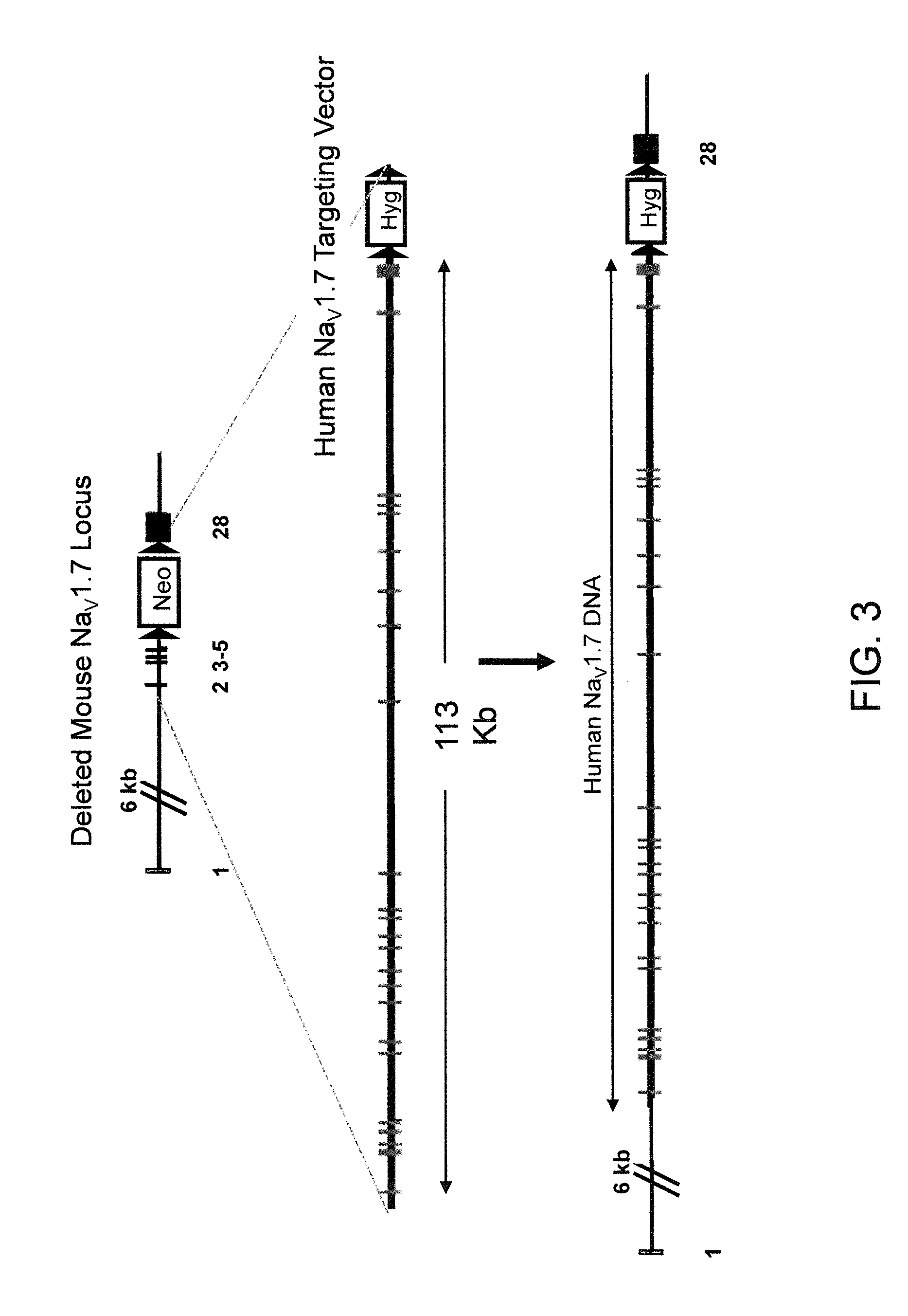 Neuropeptide release assay for sodium channels