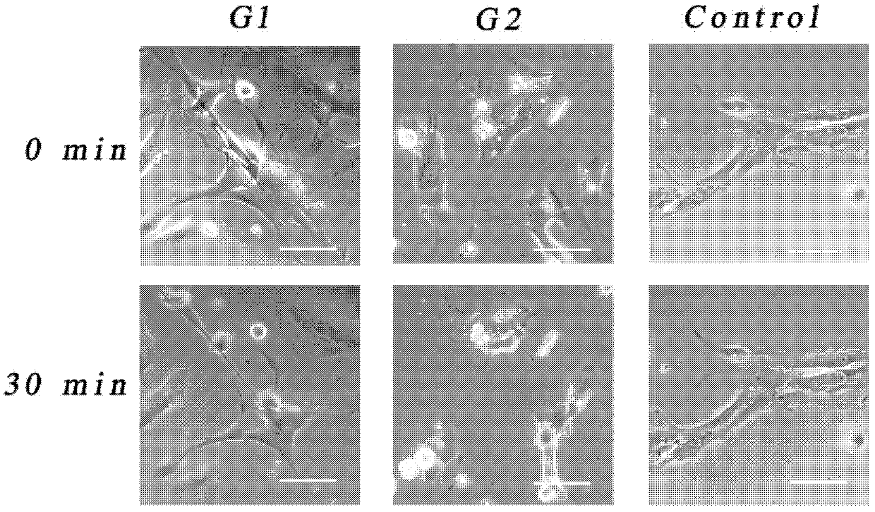 Nanogel scaffold material for culturing and desorbing type of cells and preparation method thereof