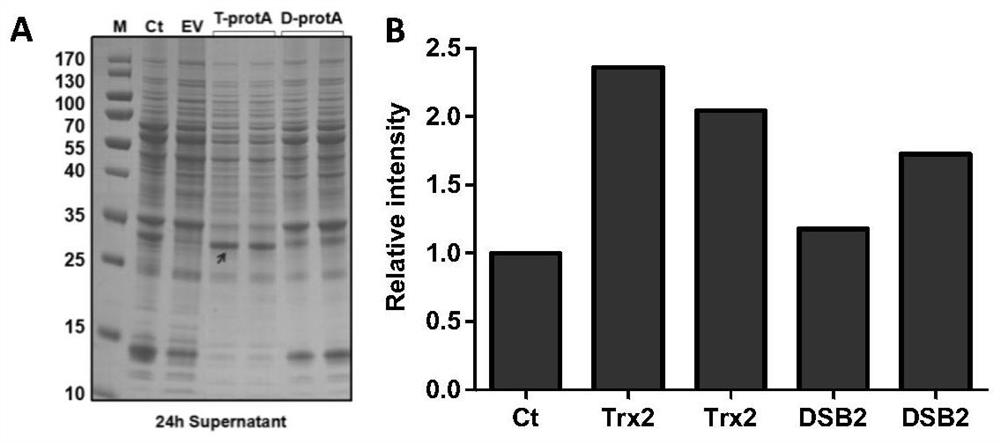 An expression cassette for efficiently secreting and expressing human fgf21 protein and its application