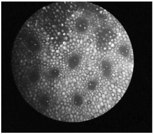 Primers and kit for detecting molecular marker linked to major QTL for controlling corn stalk strength, detection method for detecting corn stalk strength, and applications of primers, kit and detection method