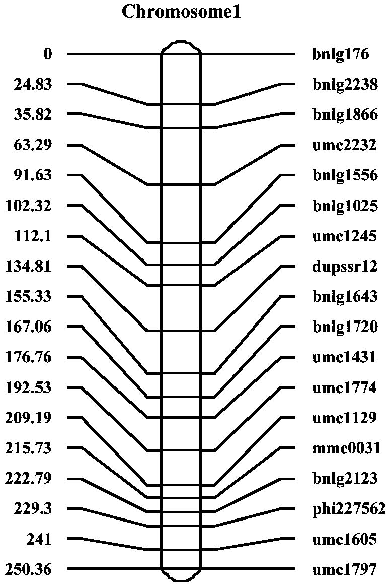 Primers and kit for detecting molecular marker linked to major QTL for controlling corn stalk strength, detection method for detecting corn stalk strength, and applications of primers, kit and detection method