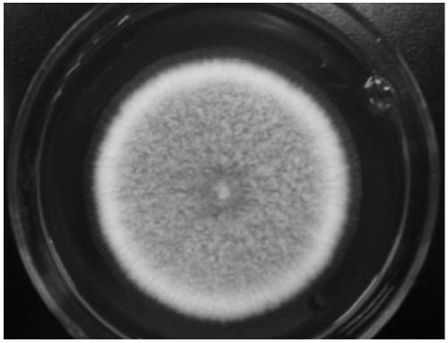 Aspergillus oryzae ZA210 and application thereof