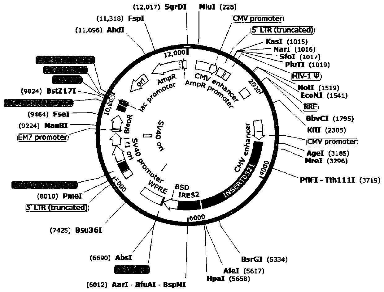 Vector containing double-target chimeric antigen receptor gene, CAR-T cell and application of CAR-T cell