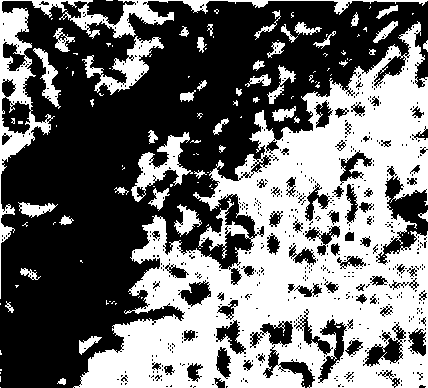 Austenite ductile iron with low nickle content and high manganses and chromium content and technology thereof